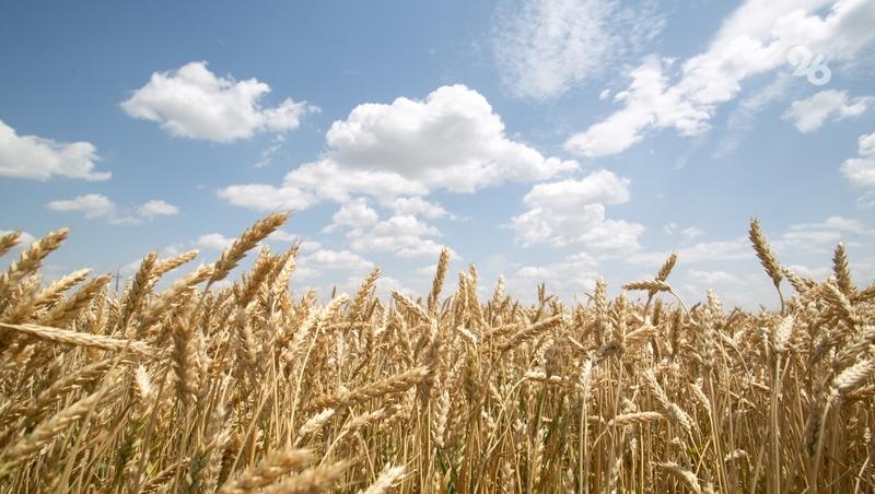 Политолог Матвейчев: Ставрополье опережает другие регионы в аграрном образовании