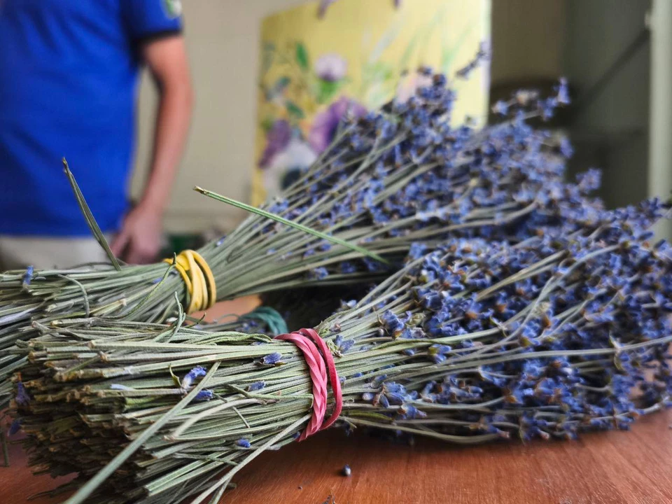 Производство эфирного масла лаванды появилось на Ставрополье0