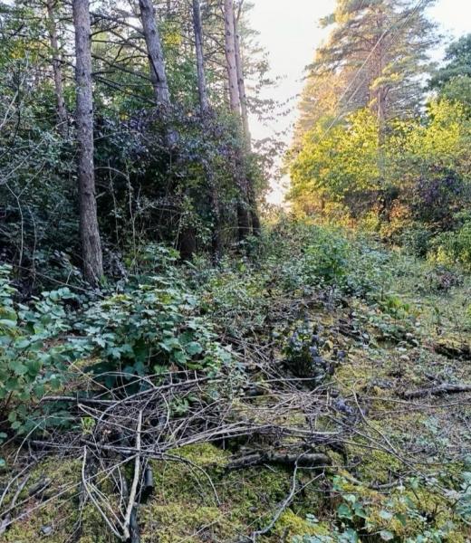 Прокуратура обнаружила мусор в Ессентукском лесфонде под линиями электропередач