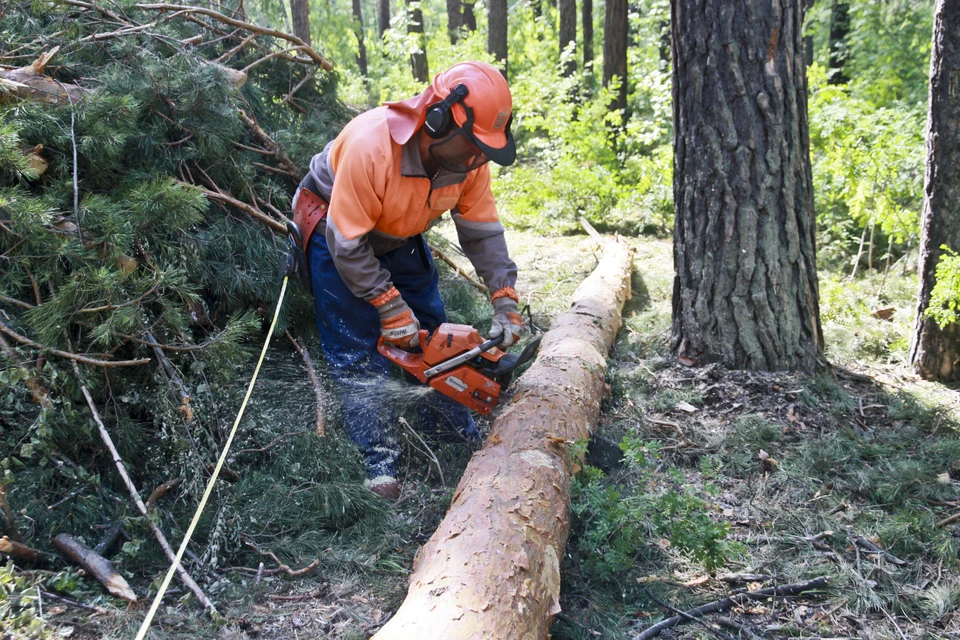 Прокуратура проверяет законность вырубки деревьев в селе Татарка на Ставрополье0