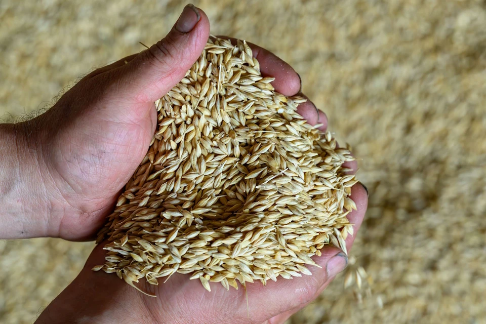 «Растения в стрессе»: половина озимого ячменя на Ставрополье заболела из-за сниженного иммунитета0