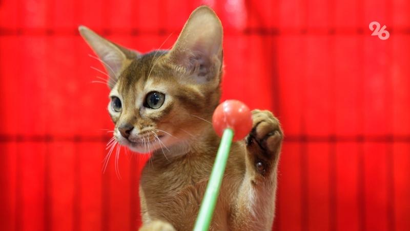 Сайты с нелегальной продажей ветпрепаратов заблокировали на Ставрополье