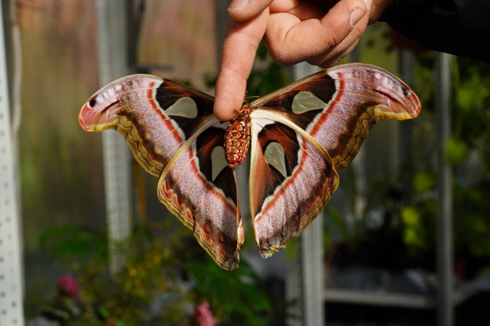 Самая крупная бабочка в мире появилась в КБР0