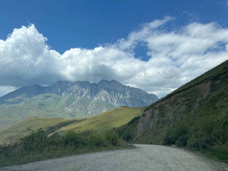 Сбитого на трассе в Осетии медвежонка спасли ставропольские волонтеры