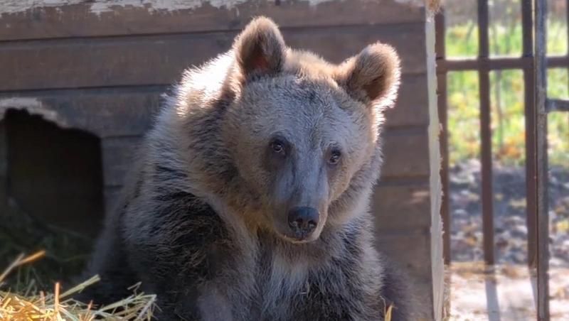 Сбитый медвежонок идёт на поправку в ставропольском центре спасения зверей