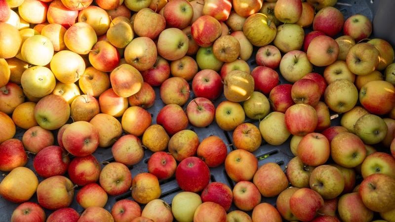 Сельхозкооператив на Ставрополье получил грант на 15,3 млн рублей — губернатор