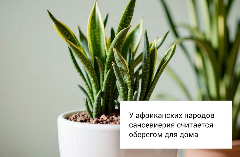 Семь комнатных растений для спальни — очистят воздух и помогут быстрее заснуть1