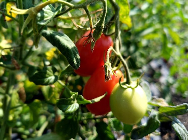 Школьников Ставрополья познакомили с выращиванием томатов в закрытом грунте