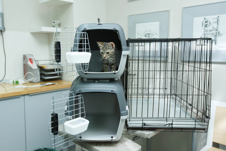 Следователи проводят проверку после жалоб на ставропольскую ветклинику0