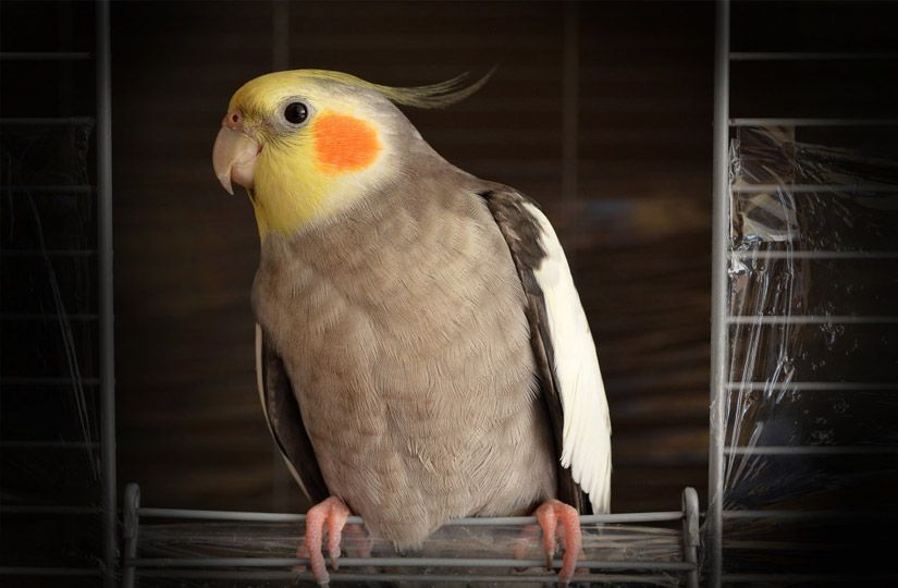 Собака, кошка или хомячок? Как выбрать первого питомца ребёнку11