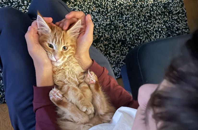 Собака, кошка или хомячок? Как выбрать первого питомца ребёнку3