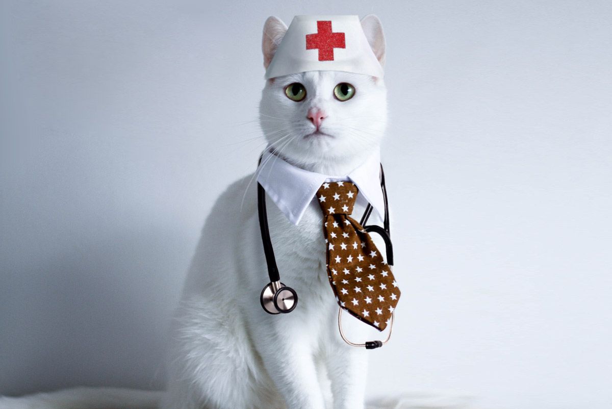 Собака, кошка или хомячок? Как выбрать первого питомца ребёнку9