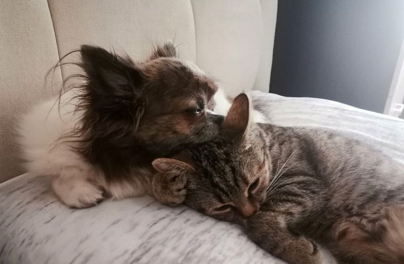 Собака, кошка или хомячок? Как выбрать первого питомца ребёнку8