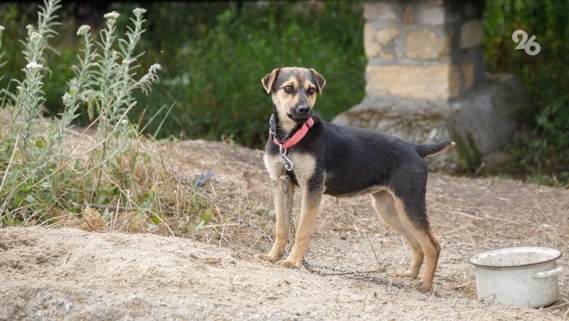 Собаки напали на ребёнка в Каспийске 