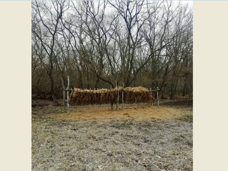 Ставрополье готовит кормовые базы для диких животных к зиме