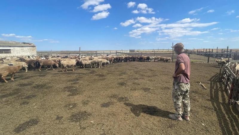 Ставропольский фермер получил 3 млн рублей за шерсть несуществующих мериносов