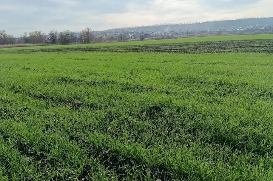 Тёплая осень и дожди благоприятно сказались на всходах озимых на Ставрополье0