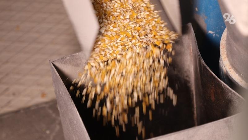 Уборка пропашных культур завершается на Ставрополье