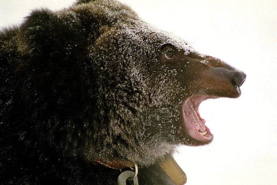 Учёные обнаружили в Ставропольском крае новый вид вымершего гигантского медведя0