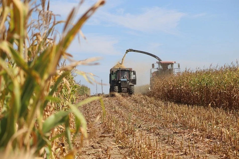 Урожай кукурузы в Предгорном округе Ставрополья вдвое больше прошлогоднего0