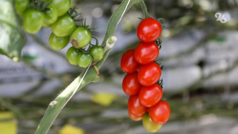 Урожай овощей защищённого грунта вырос на 13% на Ставрополье