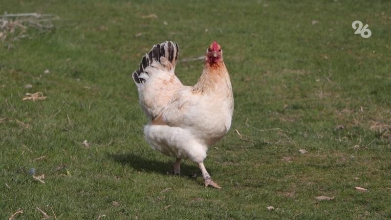 В Дагестане обнаружили 720 кг заражённого куриного мяса