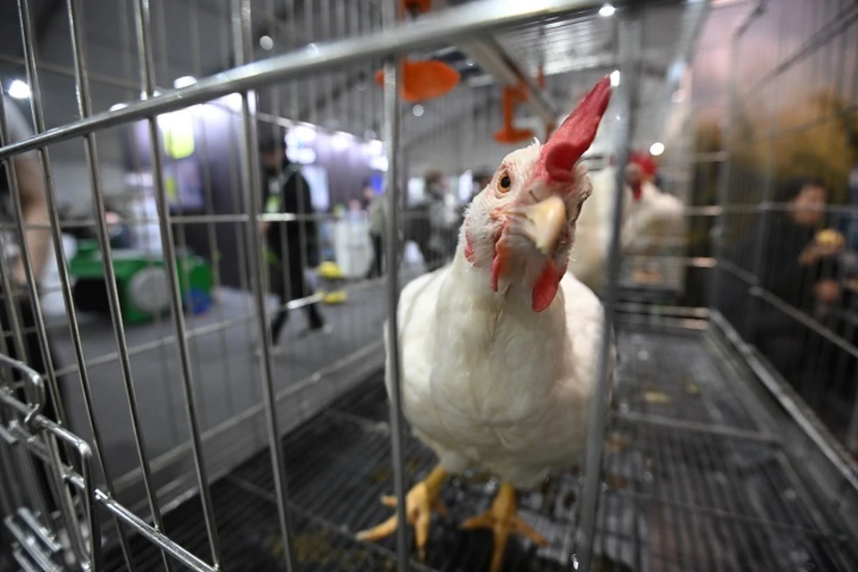 В Дагестане обнаружили 720 кг заражённой сальмонеллой курятины0