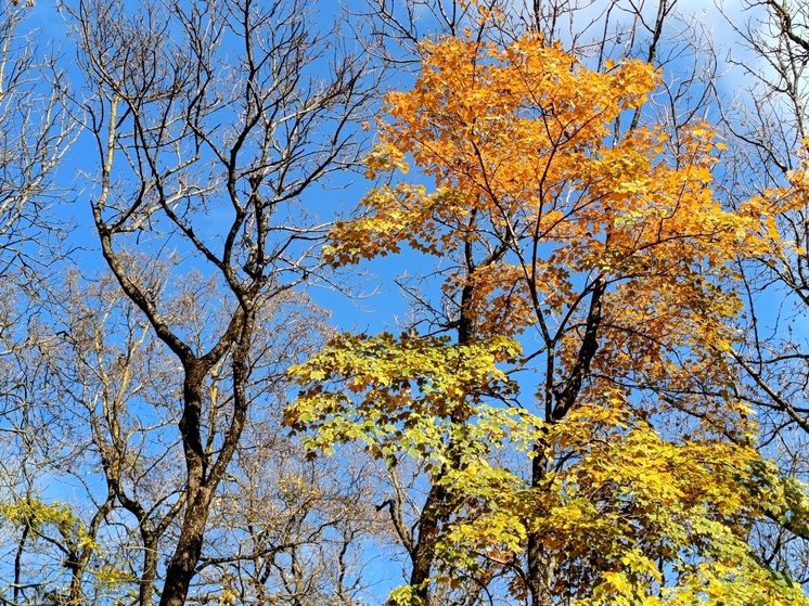 В Иларионов день не надо печалиться: традиции и приметы 3 ноября