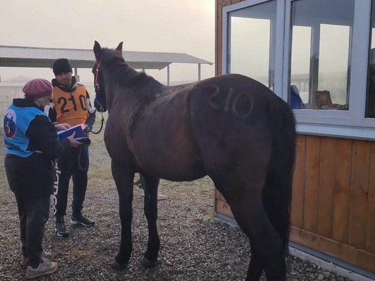 В КБР подвели итоги региональных соревнований по конным пробегам