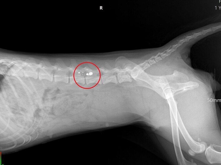В Кировском округе завершено расследование дела о жестоком обращении с собакой