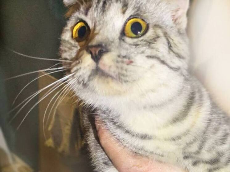 В Левокумском спасатели эвакуировали кошку из шестиметровой вентиляционной шахты