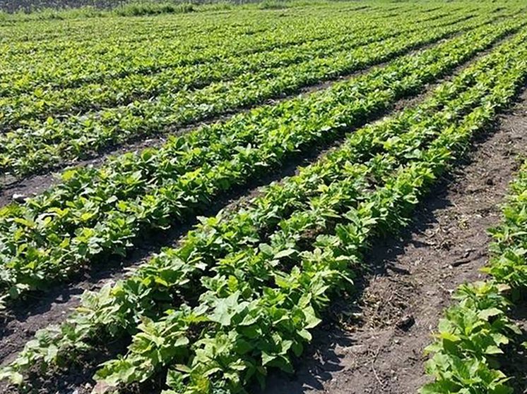 В Осетии заготовили 700 кг семян лесных растений