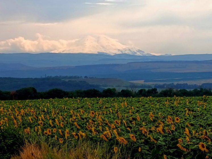 В Предгорном округе Ставрополья собрали высокий урожай подсолнечника