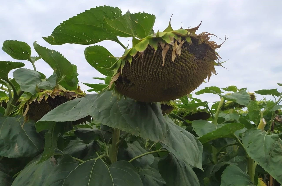 В Предгорном округе Ставрополья завершили уборку подсолнечника0