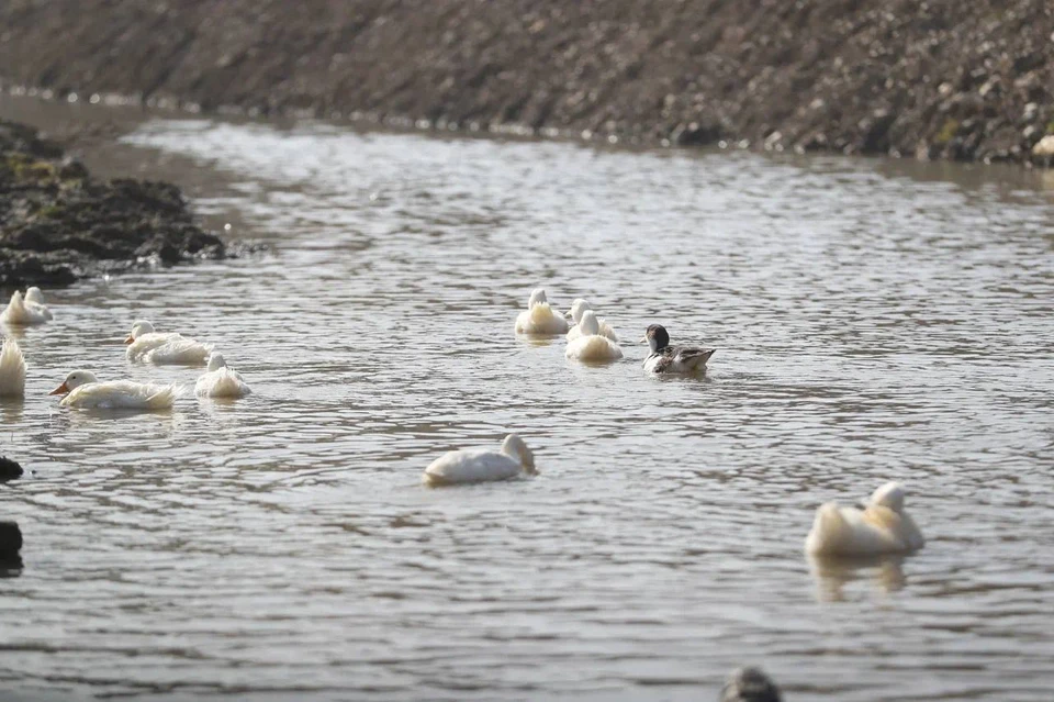 В селе в Ингушетии начали расчищать реку Яндырку0