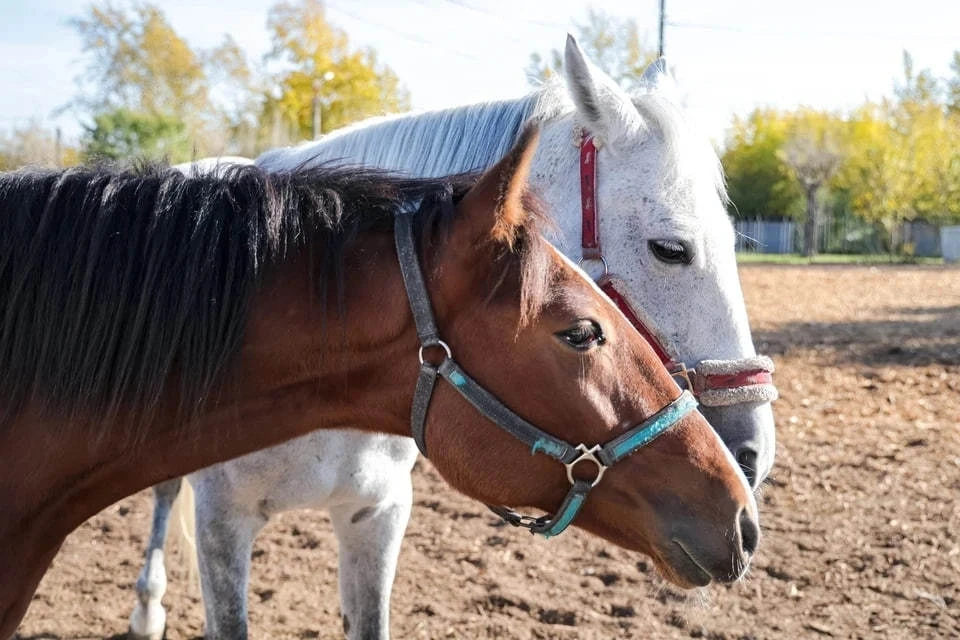 В Северной Осетии продают обанкротившийся конезавод0