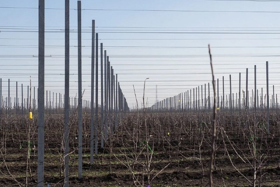 В школе Предгорного округа на Ставрополье заложили фруктовый сад0