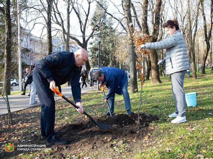 В Ставрополе высадили новые деревья