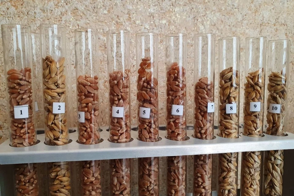 В Ставропольском крае начали проверять семена к яровому севу0