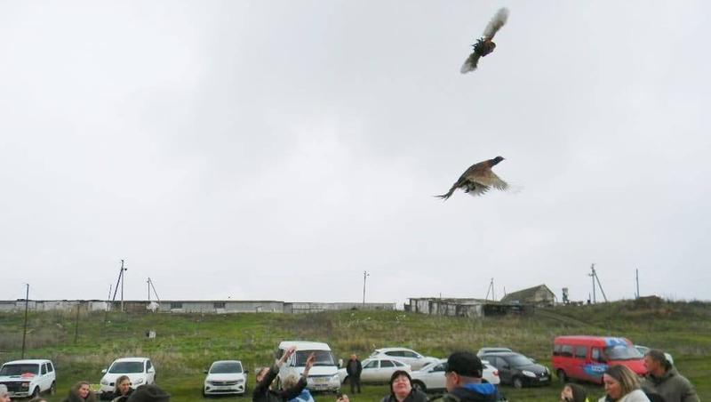 В степях Ставрополья выпустили на волю 200 северокавказских фазанов