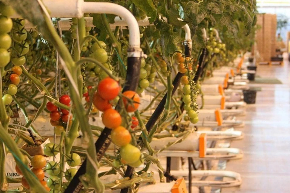 В теплицах Ставрополья вырастили урожай на 13% больше уровня прошлого года0