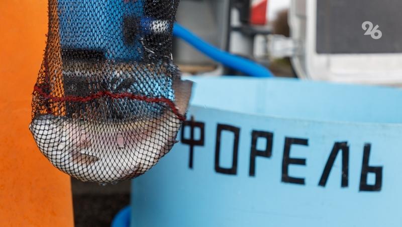 «Всё бесподобное — и люди, и товары»: на Ставрополье начали работать вечерние ярмарки