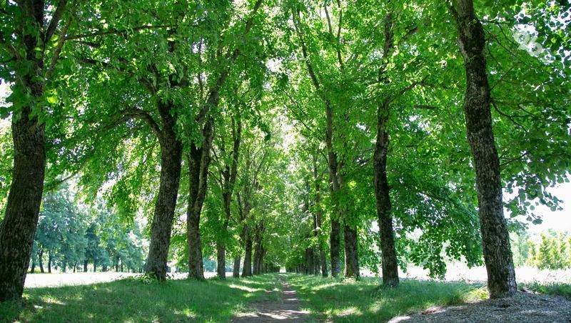 Заготовка семян лесных растений завершилась на Ставрополье