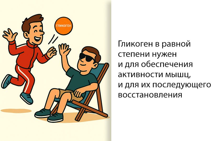 Закройте! Нет, откройте! Как работает ли углеводное окно0