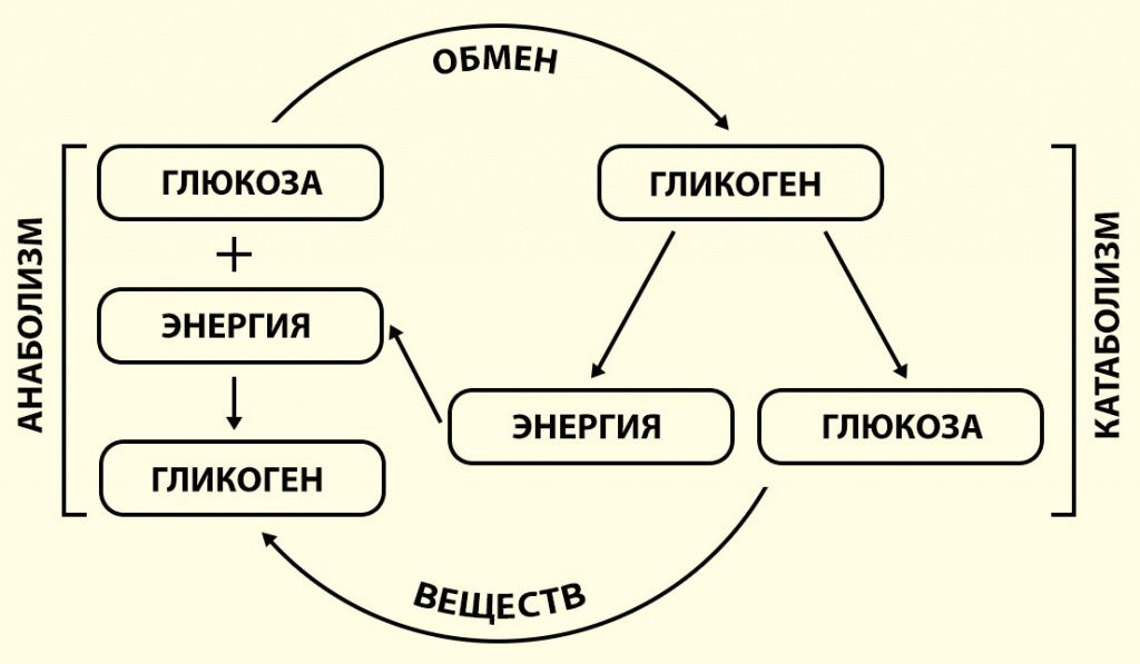 Закройте! Нет, откройте! Как работает ли углеводное окно1