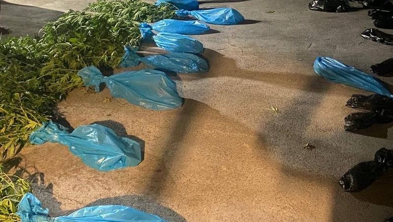 Житель Грачёвского округа устроил плантацию конопли на территории дома