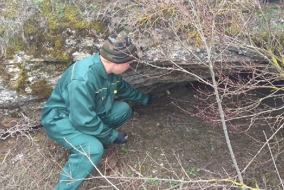 15 тысяч доз вакцины от бешенства разложили в природных угодьях Ставрополья0