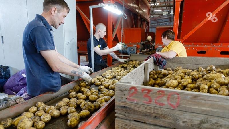 Аграрии Ставрополья получили 6,3 млрд рублей господдержки в 2025 году