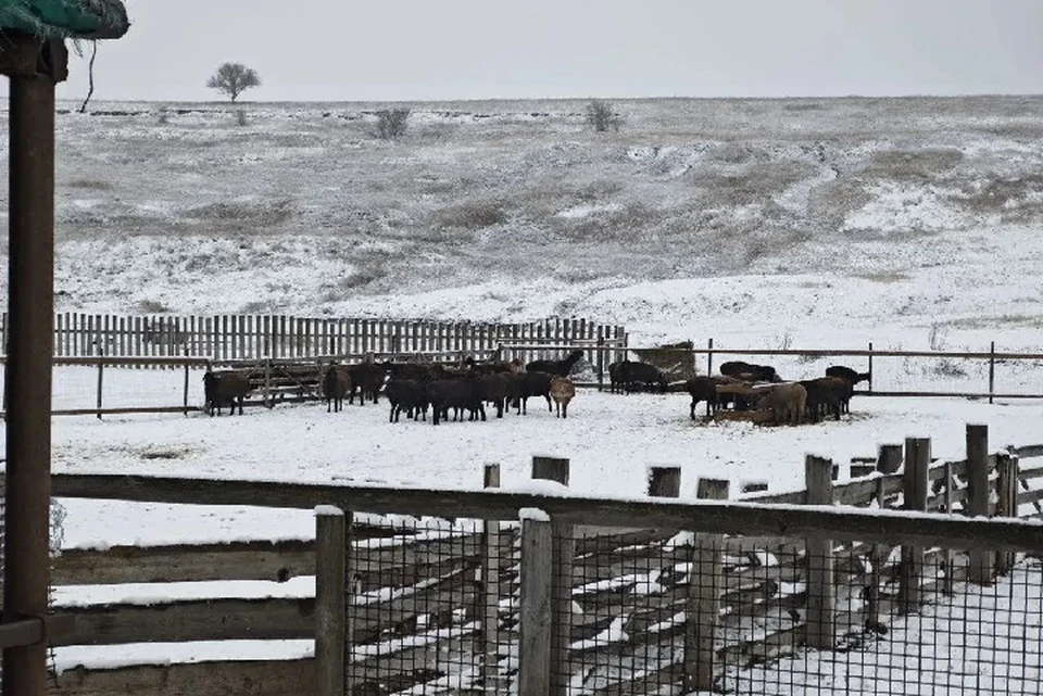 Аграрии Ставрополья заготовили корма для успешной зимовки животных0