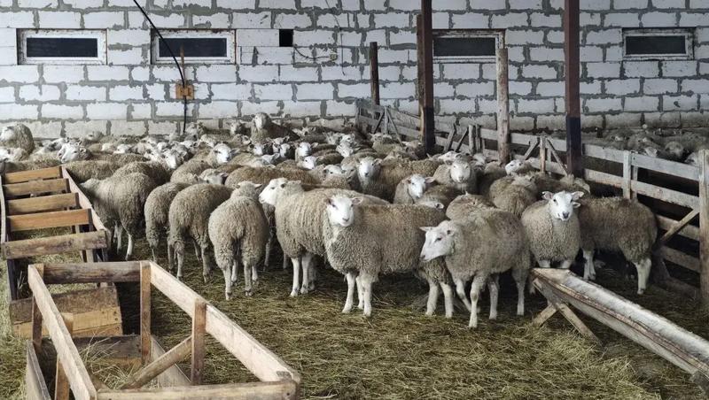 Аграрии Ставрополья запасли более 2 млн тонн кормов для зимовки скота